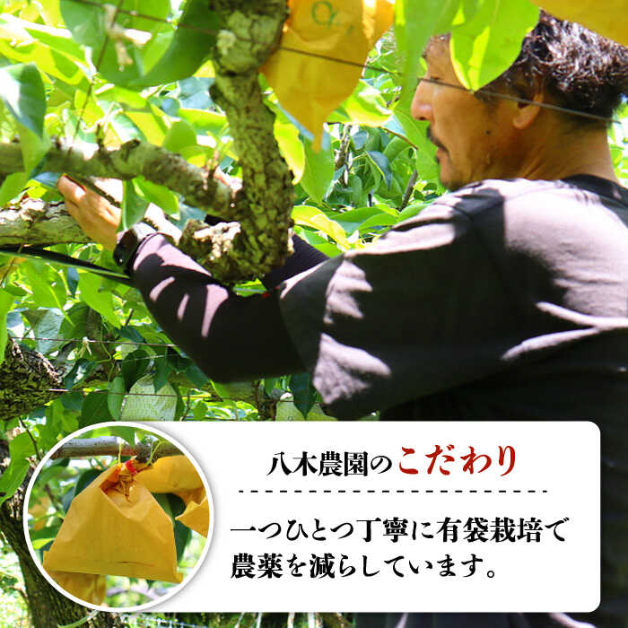 【ふるさと納税】【2026年8月〜発送】【口いっぱいのみずみずしさ！】豊水梨 約5kg 梨専門 八木農園 / 梨 なし ナシ / 南島原市 / 贅沢宝庫 [SDZ033] サムネイル3