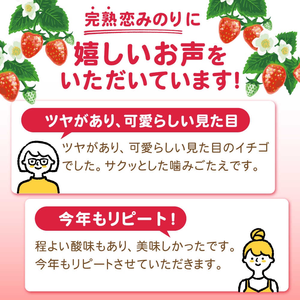 【ふるさと納税】【2026年3月 初回発送】【2回定期便】南島原産 いちご 「恋みのり」約260g×4P / イチゴ 苺 フルーツ 果物 / 南島原市 / あゆみfarm [SFF002] サムネイル2