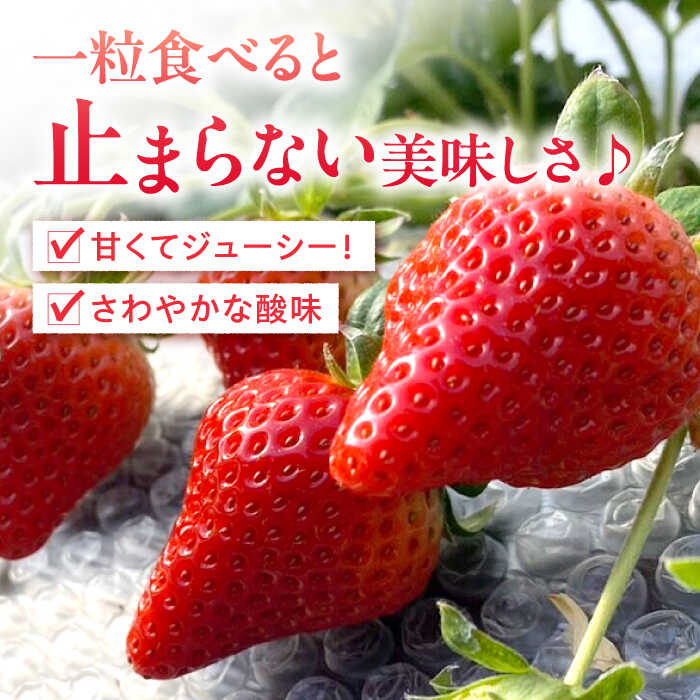 【ふるさと納税】【2026年1月中旬〜発送】【数量限定】いちご「ゆめのか」 約260g × 4P / イチゴ 苺 フルーツ 果物 産地直送 朝摘み / 南島原市 / O' Berry![SGA001] サムネイル2