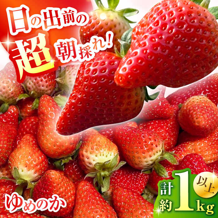 【2026年1月中旬〜発送】【数量限定】いちご「ゆめのか」 約260g × 4P / イチゴ 苺 フルーツ 果物 産地直送 朝摘み / 南島原市 / O' Berry![SGA001]