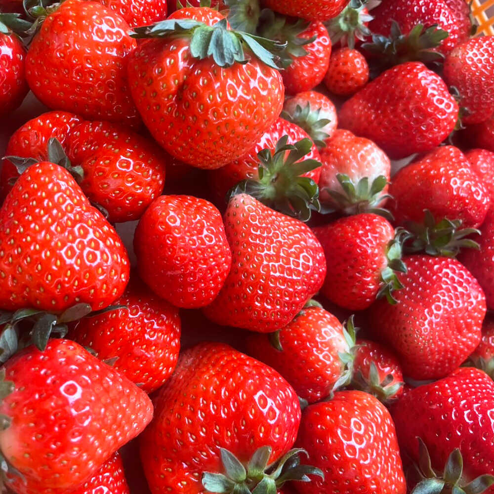 【ふるさと納税】【4回定期便】プロ厳選 旬のフルーツ定期便 / 果物 フルーツ 果物定期便 フルーツ定期便 / 南島原市 / 愛2農園[SGG002] サムネイル3