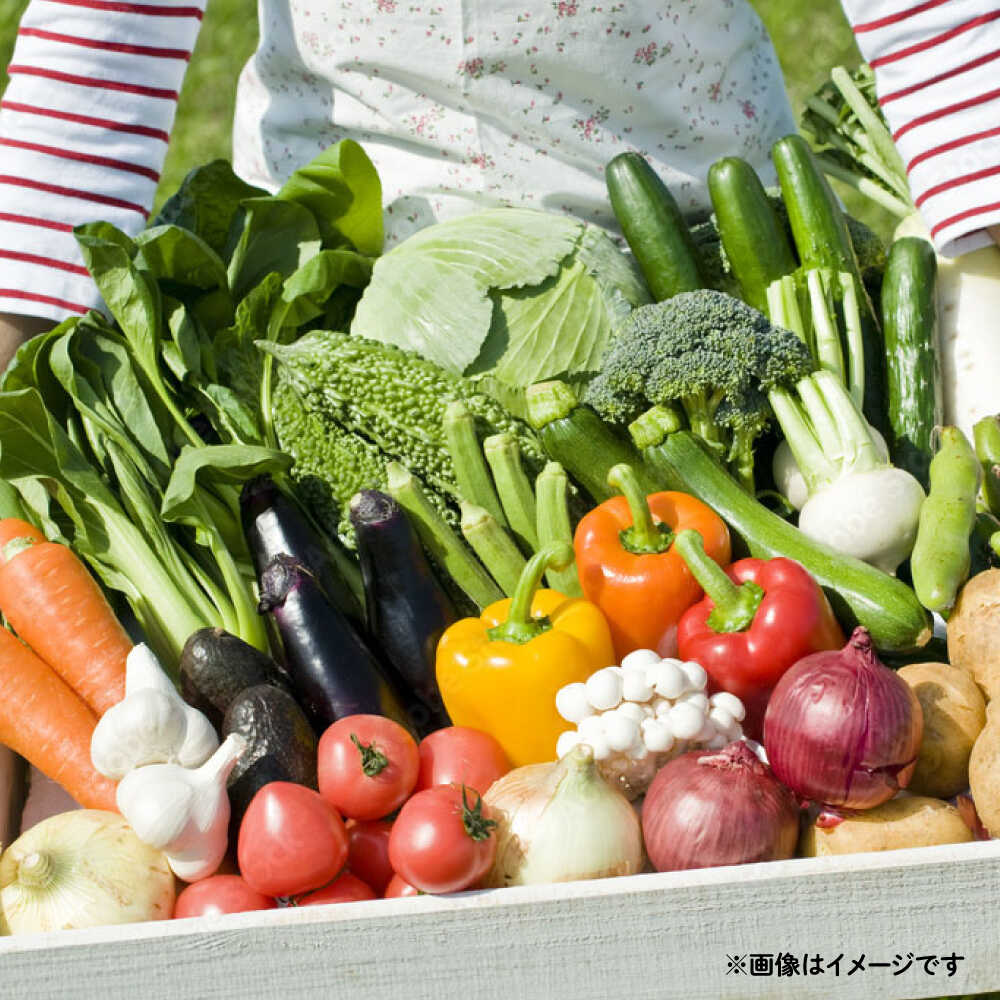 【ふるさと納税】野菜のプロが選ぶ 旬の野菜セット 12〜13品目 野菜定期便 / 野菜 やさい セット 新鮮 / 南島原市 / 愛2農園[SGG005] - 画像3