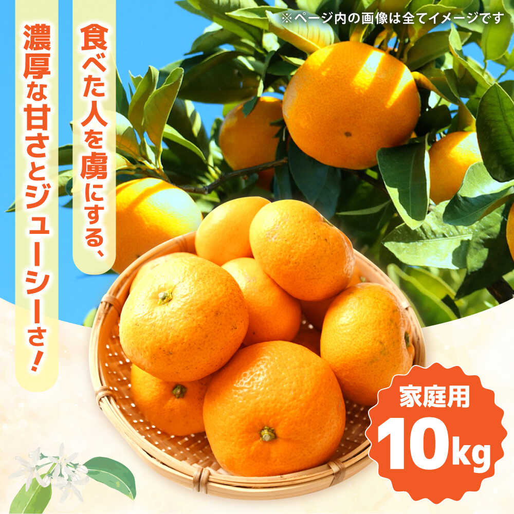 【ふるさと納税】【2025年12月中旬〜発送】【訳あり】家庭用 南高みかん 10kg / みかん ミカン 蜜柑 果物 フルーツ / 南島原市 / 南高果樹農業協同組合[SGI002] サムネイル2