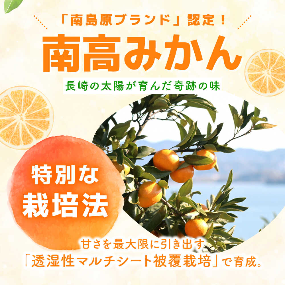 【ふるさと納税】【2025年12月中旬〜発送】【訳あり】家庭用 南高みかん 10kg / みかん ミカン 蜜柑 果物 フルーツ / 南島原市 / 南高果樹農業協同組合[SGI002] サムネイル3