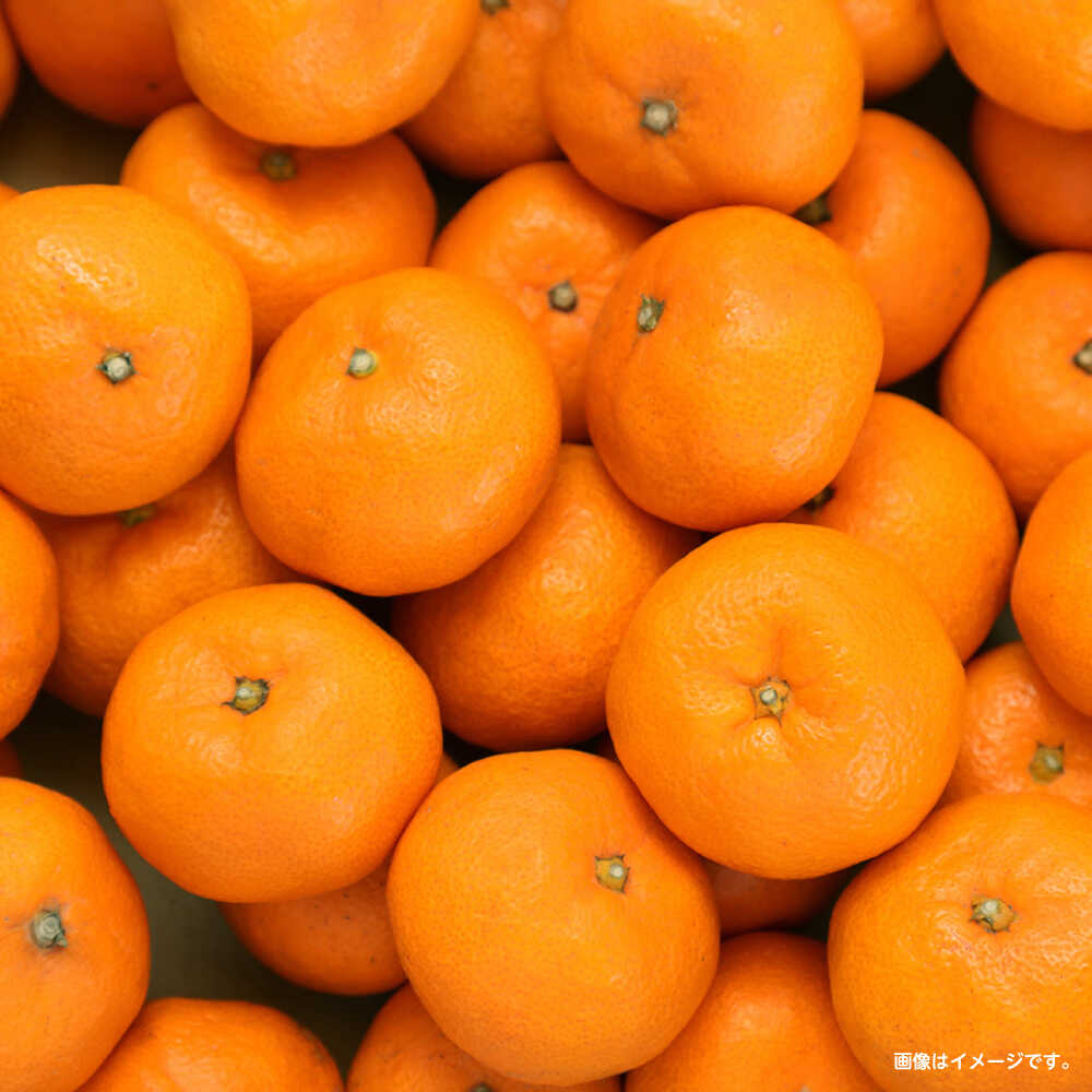 【ふるさと納税】【2025年12月〜発送】【2回定期便】家庭用 みかん 約10kg（計約20kg） / ミカン 蜜柑 果物 フルーツ / 南島原市 / はじめ農園[SGK004] サムネイル3