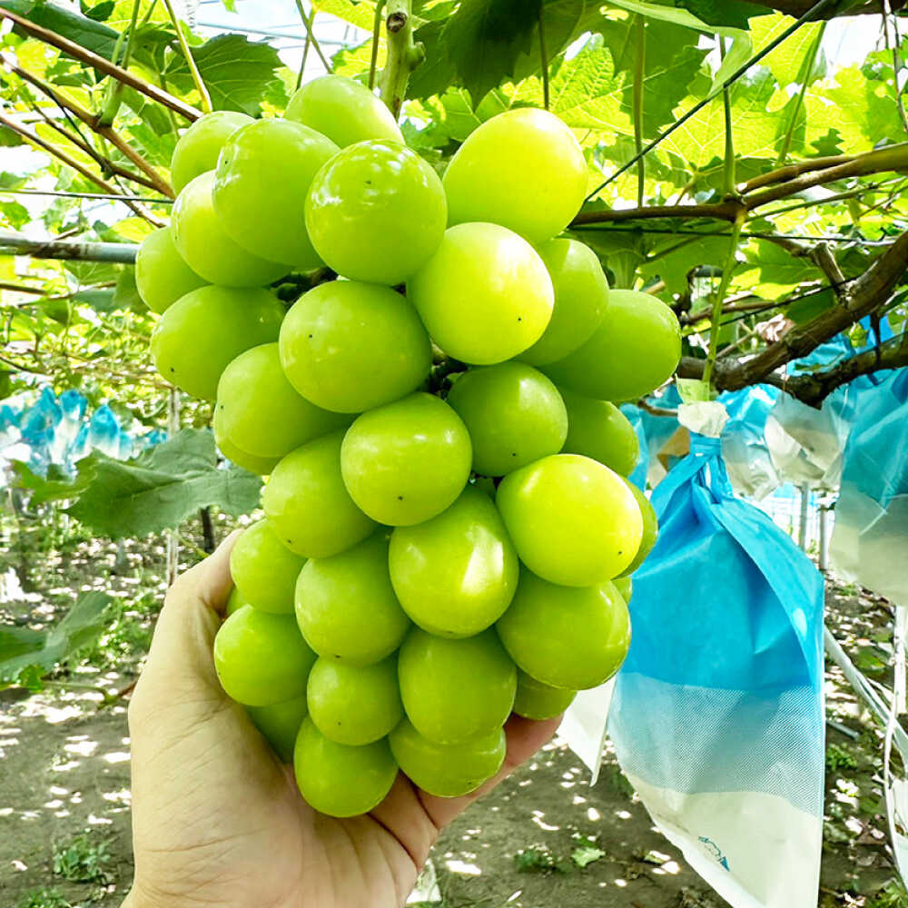 【ふるさと納税】【2026年7月末～発送】シャインマスカット 約2kg（3房）/ シャインマスカット しゃいんますかっと ぶどう ブドウ / 南島原市 / ガマダスぶどう園[SGL001] サムネイル2