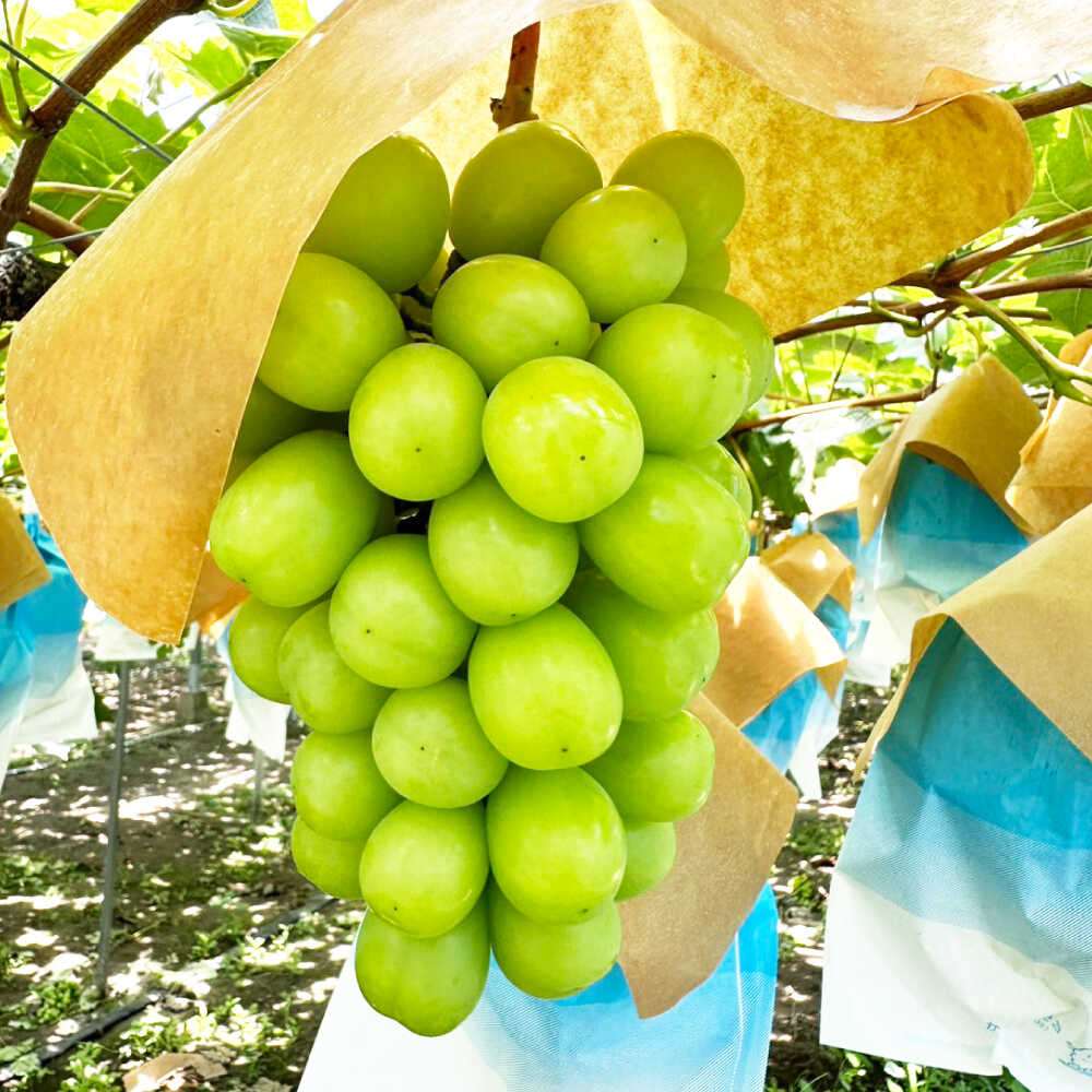 【ふるさと納税】【2026年7月末～発送】シャインマスカット 約2kg（3房）/ シャインマスカット しゃいんますかっと ぶどう ブドウ / 南島原市 / ガマダスぶどう園[SGL001] サムネイル3