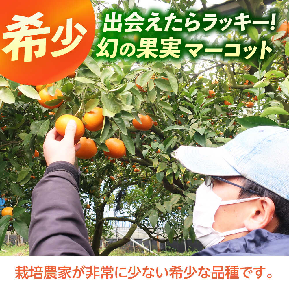 【ふるさと納税】マーコット約3kg 長与/JAじげもん長与直売所[EAF006] マーコット まーこっと おれんじ オレンジ みかん ミカン 柑橘 果物 フルーツ 3kg 箱入り ジューシー 甘い やわらかい 凝縮 果汁 濃厚 酸味 旨味 送料無料 国産 長与町 常温 ギフト 贈答 家族 サムネイル3