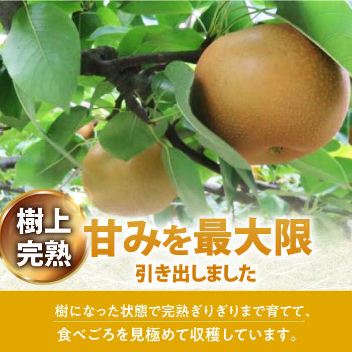 【ふるさと納税】【数量限定】梨（豊水）約5kg（16玉前後 L～3L）ー2026年8月より発送ー 長与町/溝上農園 [EBY002] 長崎県産 期間限定 先行予約 大容量 フルーツ なし 梨 ほうすい サムネイル3