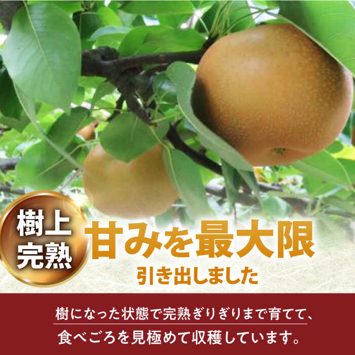 【ふるさと納税】【数量限定】秋月（梨）約5kg（16玉前後 L～3L）ー2026年9月より発送ー 長与町/溝上農園 [EBY003] 長崎県産 長与町 先行予約 大容量 フルーツ 果物 梨 なし ナシ 秋月 あきづき 大容量 お取り寄せ サムネイル3
