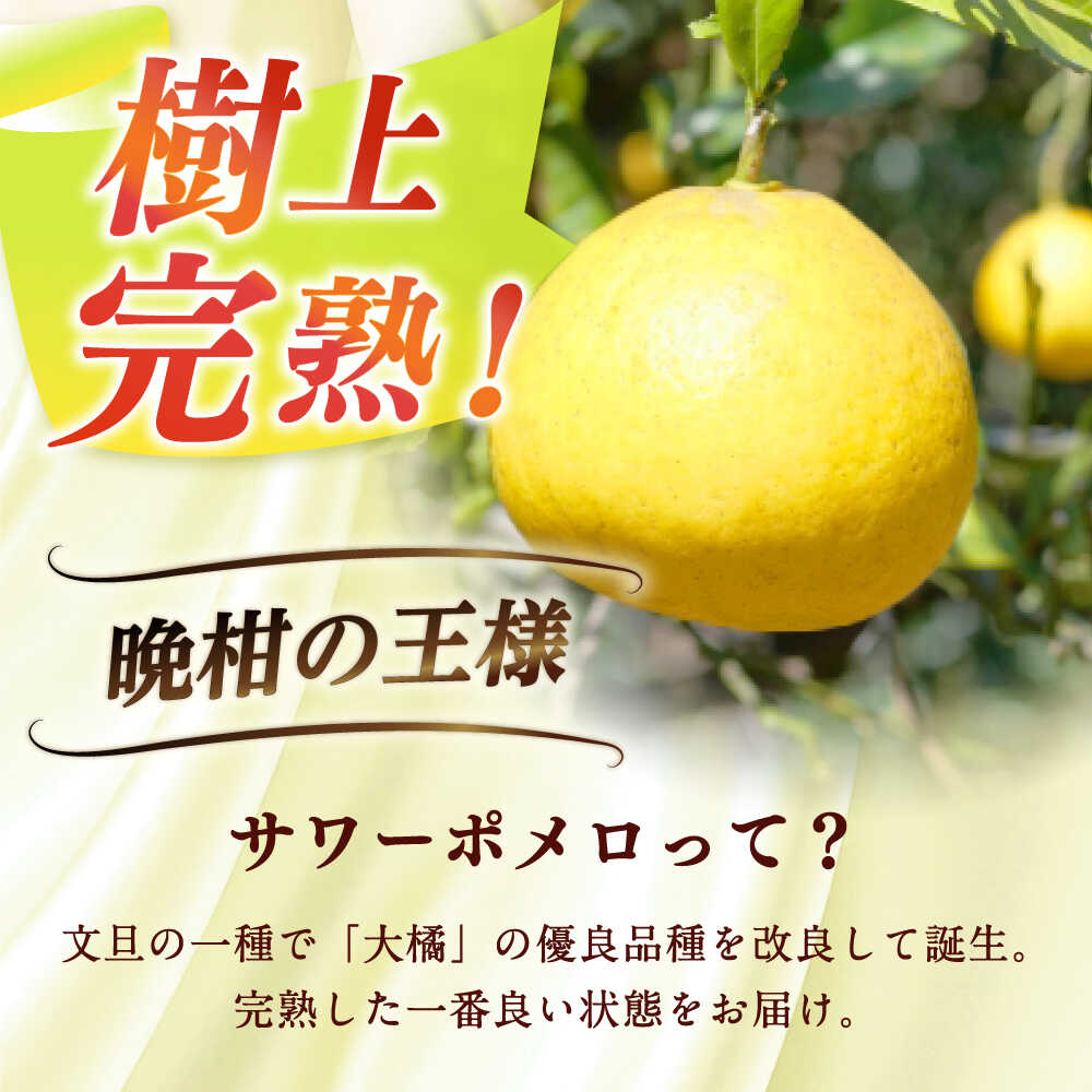 【ふるさと納税】【数量限定】サワーポメロ 約 5kg ー2026年3月より発送ー 長与町/ 溝上農園 [EBY004] サワーポメロ 先行予約 国産 柑橘 果物 くだもの 文旦 フルーツ お取り寄せ 長崎県産 長与町 文旦 ぶんたん ボンタン ザボン サムネイル2