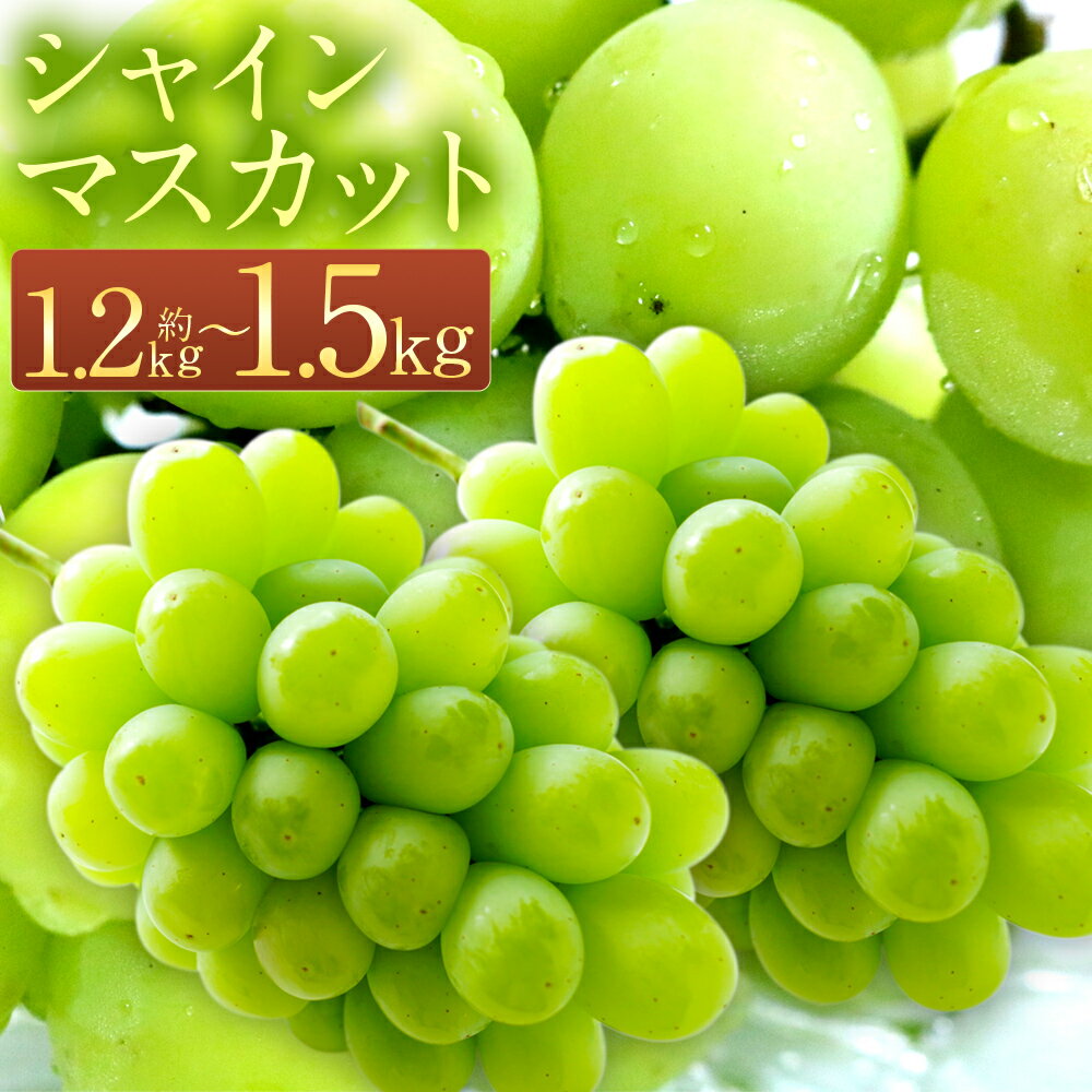 ＜選べる内容量＞ 長崎県産 シャインマスカット 約1.2kg / 約1.5kg 数量限定 時津町産 葡萄 ぶどう フルーツ 果物 くだもの 旬 皮ごと 高糖度 種なし 人気 先行予約 予約 九州産 冷蔵 送料無料【2026年8月下旬～9月下旬迄順次発送予定】