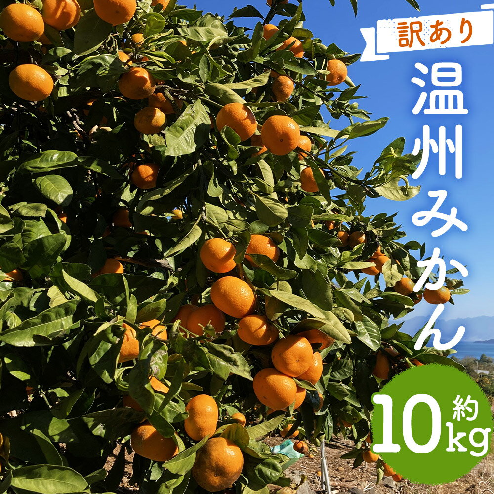 【訳あり】 太陽と潮風を浴びて育った 長崎県時津町産 温州みかん 約10kg 3Lサイズ以上 10000円 1万円 ご家庭用 柑橘 蜜柑 九州産 長崎県産 果物 フルーツ 送料無料【2025年12月上旬～2026年2月下旬に順次発送予定】