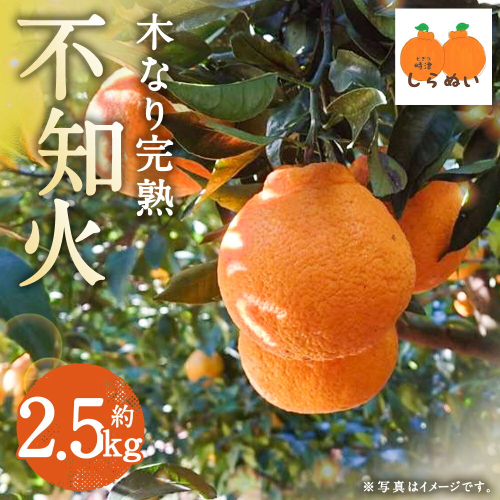 【ふるさと納税】数量限定 少量オススメ！ 木なり 完熟 不知火 約2.5kg フルーツ 蜜柑 柑橘 国産 長崎県産 九州産 デコポンと同一品種 送料無料【2026年3月上旬発送開始】 サムネイル2