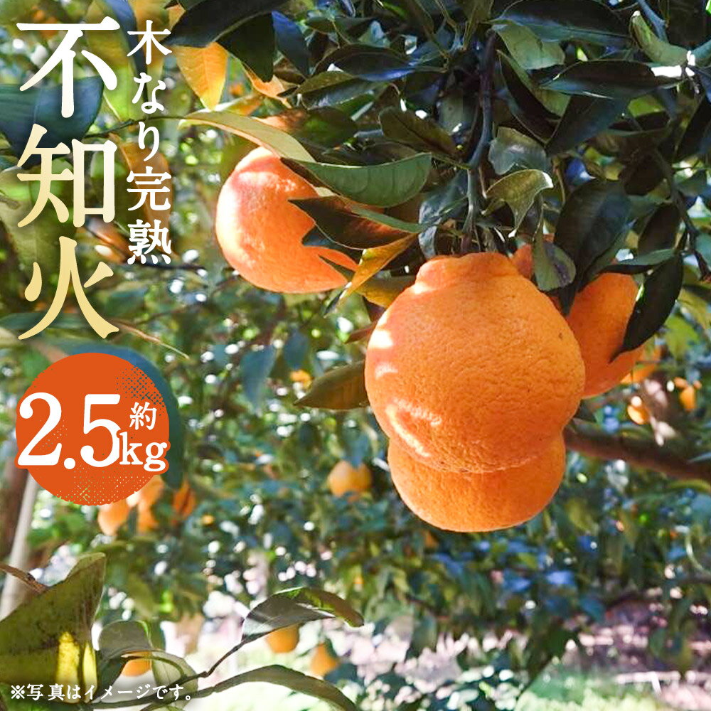 数量限定 少量オススメ！ 木なり 完熟 不知火 約2.5kg フルーツ 蜜柑 柑橘 国産 長崎県産 九州産 デコポンと同一品種 送料無料【2026年3月上旬発送開始】