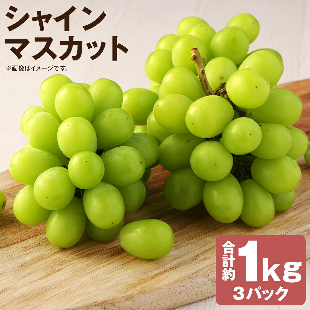 訳あり ご家庭用 シャインマスカット 3パック 合計約1kg ぶどう 葡萄 果物 フルーツ 種無し 時津町産 長崎県産 九州産 冷蔵 送料無料【2026年8月下旬～9月下旬迄発送予定】