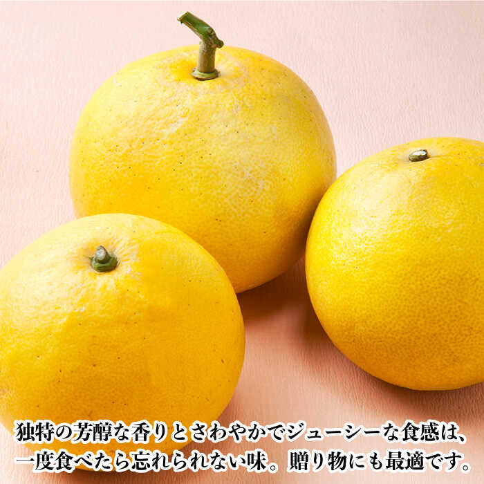 【ふるさと納税】【先行予約】ぶんたん 中玉 約8kg【長崎ぶんたんの会】[OAF002] / 文旦 ブンタン 贈り物 ギフト フルーツ 果物 甘い くだもの 長崎県産 柑橘 デザート みかん かんきつ さっぱり 爽やか ジューシー サラダ 産地直送 お取り寄せ グルメ 家庭用 贈答 数量限定 サムネイル3