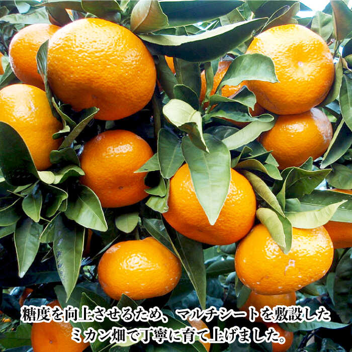 【ふるさと納税】【先行受付】温州みかん (青島) 約10kg【長崎ぶんたんの会】[OAF006] / ミカン 蜜柑 フルーツ 果物 甘い 数量限定 長崎県産 柑橘 デザート 高糖度 さっぱり くだもの 産地直送 冬みかん 家庭用 ジューシー 九州産 美味しい かんきつ 人気 オレンジ デザート サムネイル3