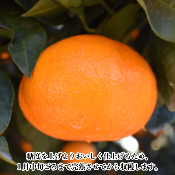 【ふるさと納税】「越冬完熟 原口 みかん」 5kg 完熟ミカン / 完熟ミカン ミカン 蜜柑 フルーツ 果物 甘い 数量限定 長崎県産 柑橘 贈答 ギフト こたつ 【長崎ぶんたんの会】 [OAF010] サムネイル3