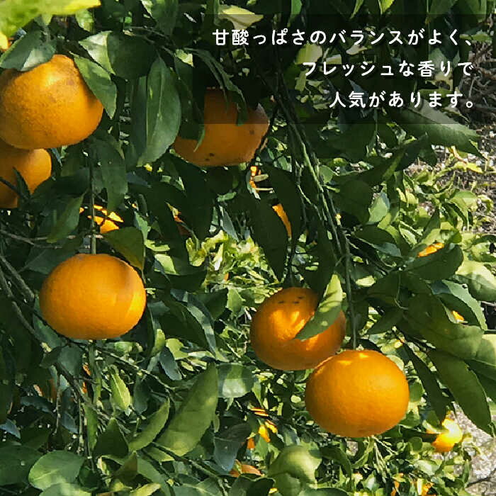 【ふるさと納税】【先行予約】数量限定 甘夏みかん 有機肥料栽培 8kg【おだ農園】[OAG001] / ミカン 蜜柑 フルーツ 果物 甘い 長崎県産 柑橘 デザート サムネイル2