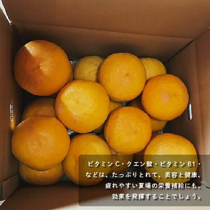 【ふるさと納税】【先行予約】数量限定 甘夏みかん 有機肥料栽培 8kg【おだ農園】[OAG001] / ミカン 蜜柑 フルーツ 果物 甘い 長崎県産 柑橘 デザート サムネイル3