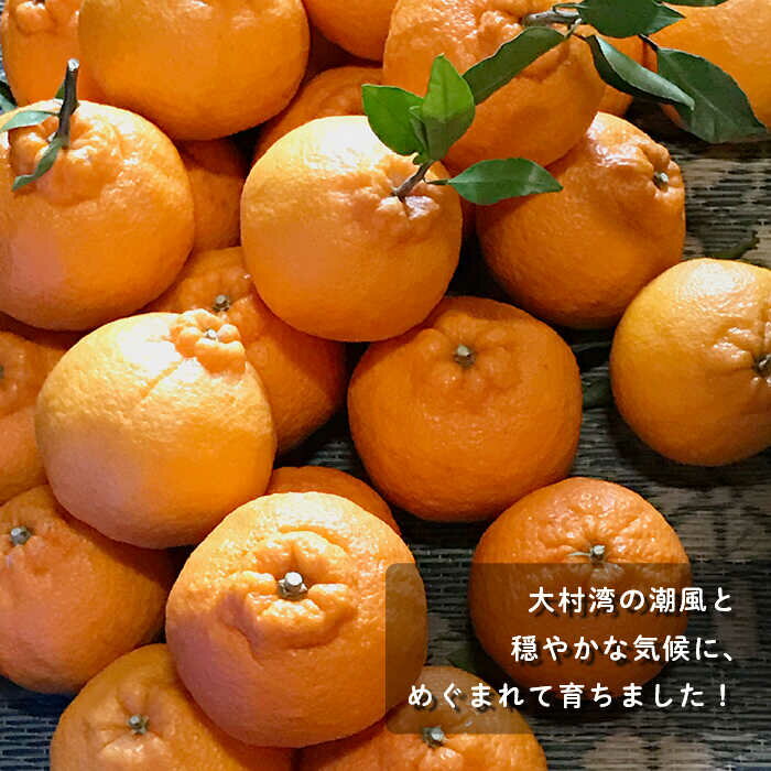 【ふるさと納税】【数量限定】不知火(しらぬい) 袋掛け 3kg【おだ農園】[OAG004] / しらぬい オレンジ ミカン 蜜柑 フルーツ 果物 甘い 数量限定 長崎県産 柑橘 デザート サムネイル2