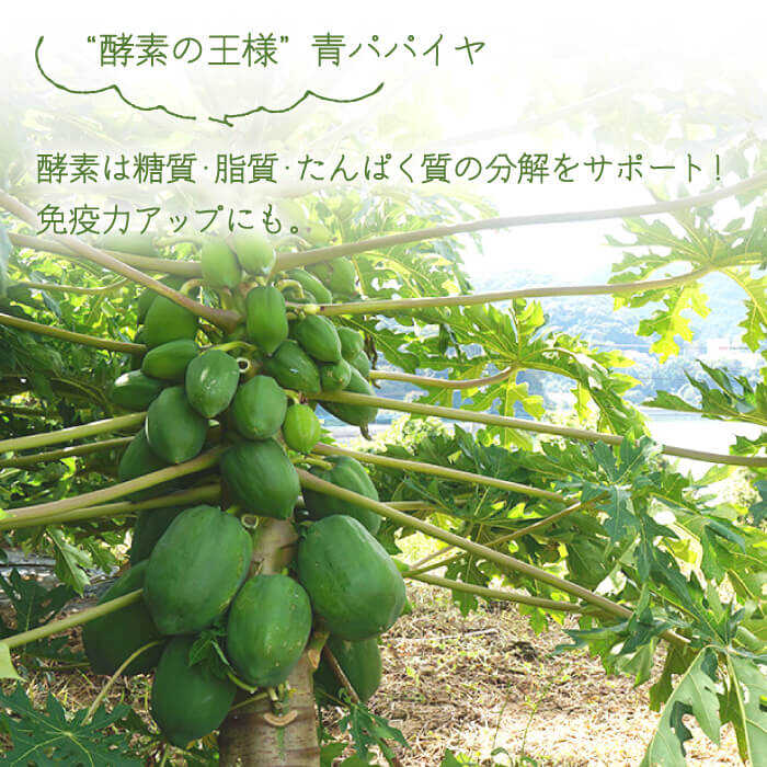 【ふるさと納税】川棚町産 青パパイヤ 約6kg 青パパイヤの奈良漬3個付き【あい農園】[OBM003] / ソムタム スーパーフード 豊富 な 酵素 栄養素 ダイエット 美容 低カロリー 漬物 ビタミンC 川棚町産 野菜 エスニック料理 タイ料理 グリーンパパイヤ 国産 長崎産 サムネイル3