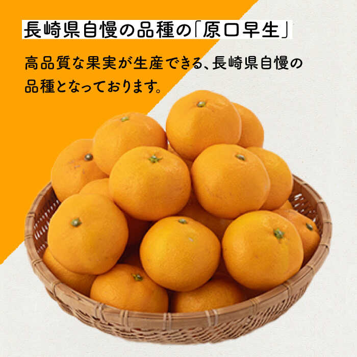 【ふるさと納税】【先行予約】濃厚な食味 みかん 原口 早生 長崎県産 約5kg (40~50個前後)【田崎FARM】 [OCU003] / 甘味 高糖度 柑橘 蜜柑 国産みかん 冬みかん フルーツ デザート こたつ ミカン ジャム 果物 ギフト お中元 お歳暮 正月 団らん 家庭用 贈り物 おすそわけ サムネイル2