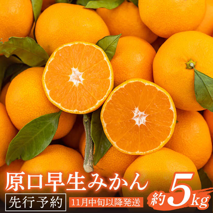 【先行予約】濃厚な食味 みかん 原口 早生 長崎県産 約5kg (40~50個前後)【田崎FARM】 [OCU003] / 甘味 高糖度 柑橘 蜜柑 国産みかん 冬みかん フルーツ デザート こたつ ミカン ジャム 果物 ギフト お中元 お歳暮 正月 団らん 家庭用 贈り物 おすそわけ