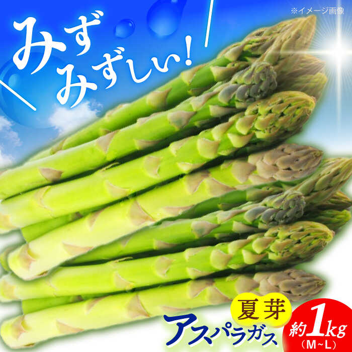 【先行予約】アスパラガス (夏芽) 約1kg 【2026年7月初旬〜9月中旬発送分】《小値賀町》【ながさき西海農協小値賀地区園芸部会】 [DAT005] アスパラ アスパラガス あすぱらがす 野菜 やさい 冷蔵 夏野菜 アスパラガス 1万円 以上 新着