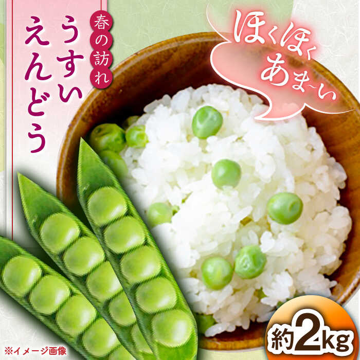 【先行予約】うすいえんどう 約2kg 【2026年3月下旬〜4月中旬発送分】≪小値賀町≫【ながさき西海農協小値賀地区園芸部会】 [DAT006] えんどう エンドウ 実えんどう うすいえんどう 野菜