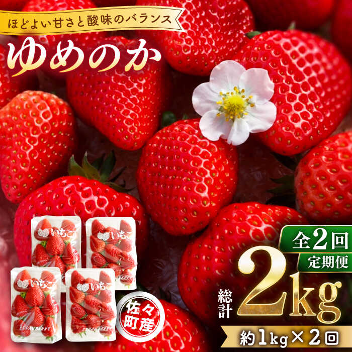 【先行予約・全2回定期便】佐々町産 いちご 「ゆめのか」約1.0kg (250g×4パック)/回 （総量計2.0kg）【市丸農園 いちご研究室】 [QBF002] イチゴ 甘い フルーツ 果物 苺 パフェ ケーキ 長崎県産