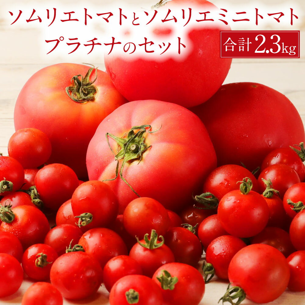 【食べ比べ】熊本県 ソムリエトマト1.3kgとソムリエミニトマト プラチナ1kgのセット 合計2.3kg ソムリエ トマト とまと 野菜 旬 新鮮 ミニトマト セット 食べ比べ 大玉 熊本県 冷蔵 送料無料 【2026年2月上旬発送開始】