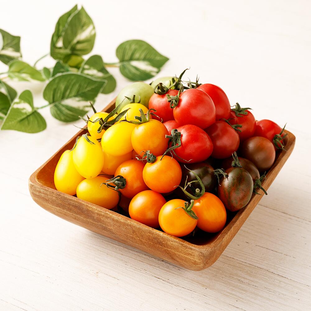 【ふるさと納税】カラフルミニトマト1.5kg トマト 野菜 ミニトマト とまと お取り寄せ 冷蔵 青果 九州 熊本県 送料無料 - 画像3