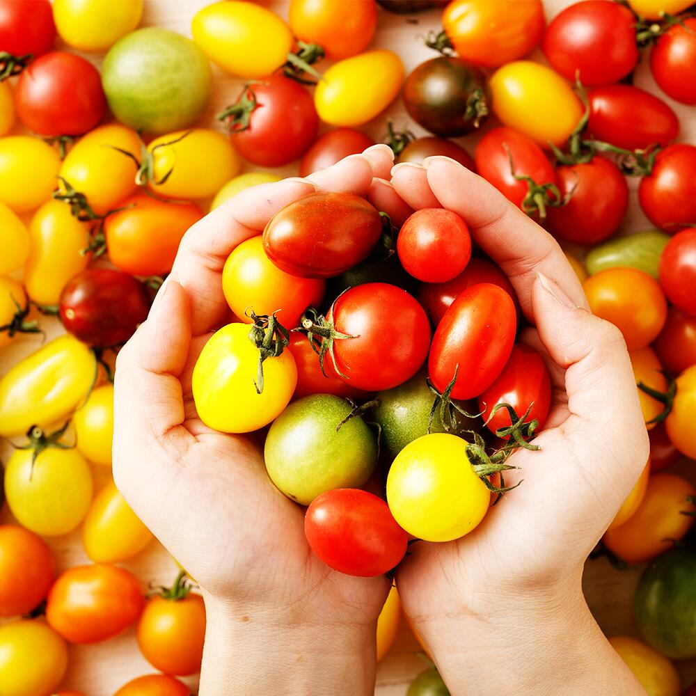【ふるさと納税】カラフルミニトマト3.0kg トマト 野菜 ミニトマト とまと お取り寄せ 冷蔵 青果 九州 熊本県 送料無料 - 画像3