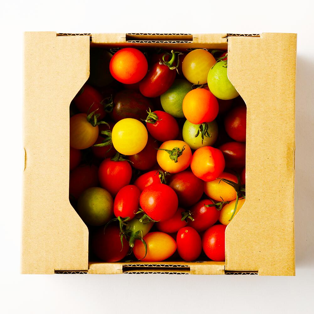 【ふるさと納税】【年4回定期便】カラフルミニトマト1kg 合計4kg トマト とまと お取り寄せ 冷蔵 野菜 ミニトマト 青果 定期便 九州 熊本県 送料無料 - 画像2