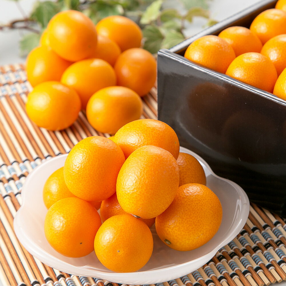 熊本県産 完熟 ハウスキンカン 約1.5kg 熊本 金柑 きんかん キンカン 果物 フルーツ 柑橘 高品質 ハウス栽培 完熟 贈答用 贈り物 ギフト 常温 九州 熊本県 送料無料 【2026年1月下旬発送開始】