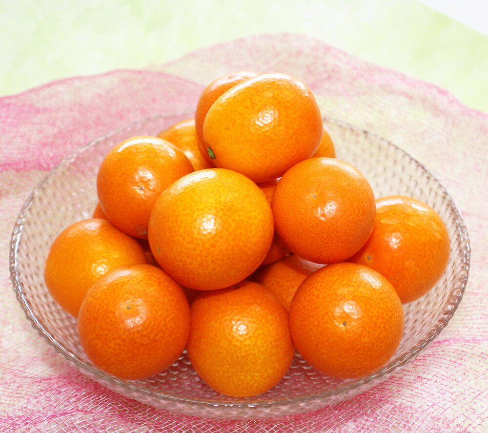 【ふるさと納税】 熊本県産 完熟 ハウスキンカン 約1.5kg 熊本 金柑 きんかん キンカン 果物 フルーツ 柑橘 高品質 ハウス栽培 完熟 贈答用 贈り物 ギフト 常温 九州 熊本県 送料無料 【2026年1月下旬発送開始】 サムネイル3