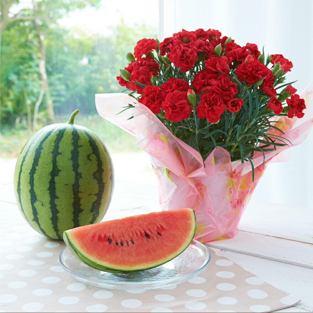 小玉スイカ1玉とカーネーション1鉢 すいか 西瓜 果物 くだもの フルーツ 花 カーネーション 母の日 イベント ギフト プレゼント 贈り物 セット 九州 熊本県 送料無料 【2026年5月上旬以降発送（母の日）】