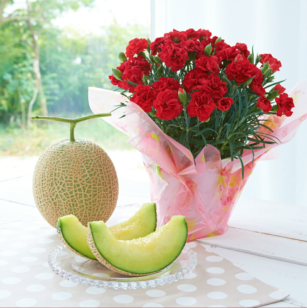 マスクメロン1玉とカーネーション1鉢 セット メロン 果物 くだもの フルーツ 花 カーネーション 母の日 イベント ギフト プレゼント 贈り物 九州 熊本県 送料無料 【2026年5月上旬発送（母の日）】