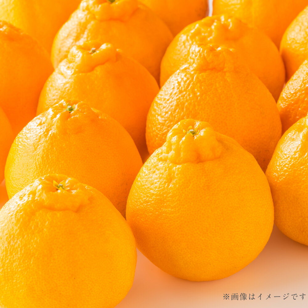 【ふるさと納税】 熊本県産 ハウスデコポン 約3kg デコポン でこぽん ハウス栽培 甘い 果物 フルーツ 旬 贈り物 贈答用 常温 九州 熊本県 送料無料 【2025年12月上旬発送開始】 サムネイル2