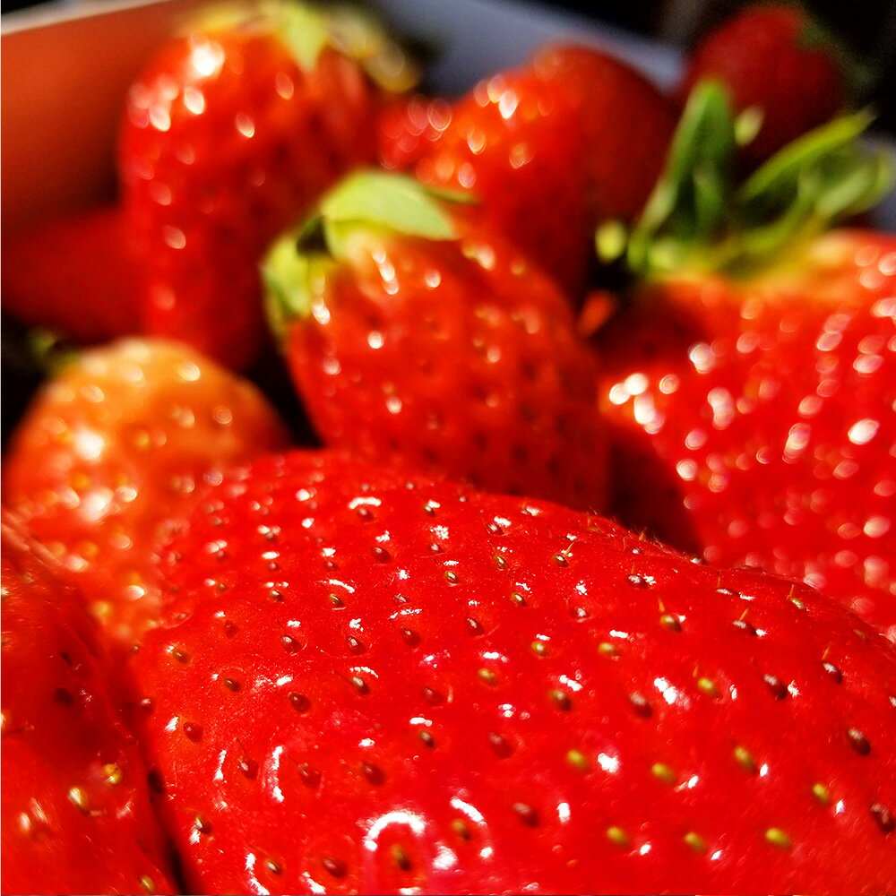 【ふるさと納税】熊本県産いちご ゆうべに 4パック 約1000g 約24～44個 果物 フルーツ 苺 イチゴ 旬 冷蔵 九州 熊本県 送料無料 【2026年1月上旬発送開始】 サムネイル3