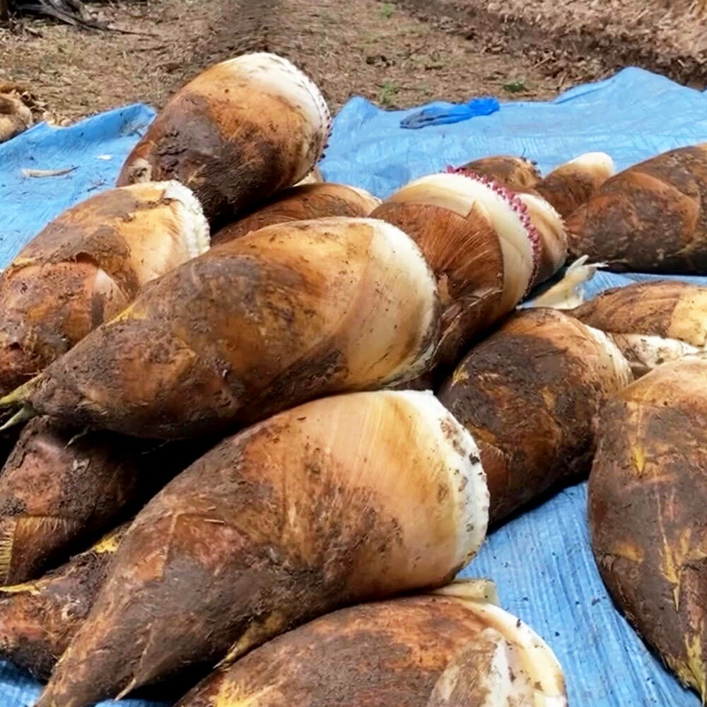 【ふるさと納税】熊本県産朝掘り筍 約2kg たけのこ タケノコ 国産 旬 皮付き 野菜 新鮮 朝掘り 煮物 お吸い物 サラダ 冷蔵 九州 熊本県 送料無料 【2026年4月1日～2026年4月18日発送予定】 - 画像3