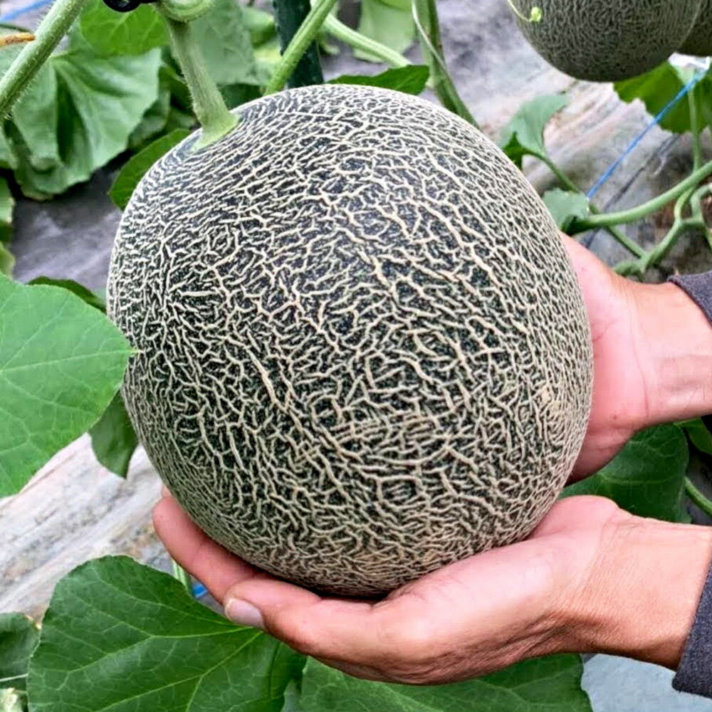 【ふるさと納税】熊本県産 肥後グリーンメロン 2玉 約4kg 肥後グリーン 甘い 果物 フルーツ メロン 肥後 くだもの 旬 お取り寄せ 常温 九州 熊本県 送料無料【2026年6月10日より発送開始予定】 サムネイル3