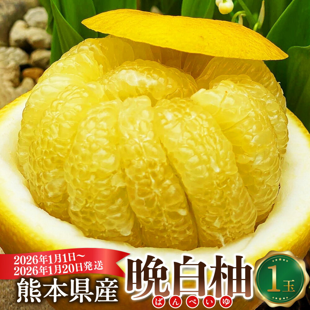 熊本県産 晩白柚 1玉入り 2Lサイズ 約2kg 世界最大級 ザボン ギネス認定 柑橘 ばんぺいゆ 果物 フルーツ くだもの お取り寄せ 常温 九州 熊本県 送料無料 【2026年1月1日～2026年1月20日発送予定】
