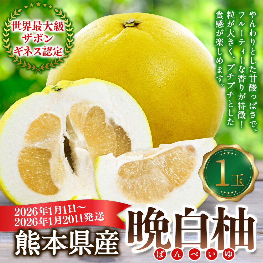 【ふるさと納税】熊本県産 晩白柚 1玉入り 2Lサイズ 約2kg 世界最大級 ザボン ギネス認定 柑橘 ばんぺいゆ 果物 フルーツ くだもの お取り寄せ 常温 九州 熊本県 送料無料 【2026年1月1日～2026年1月20日発送予定】 サムネイル2