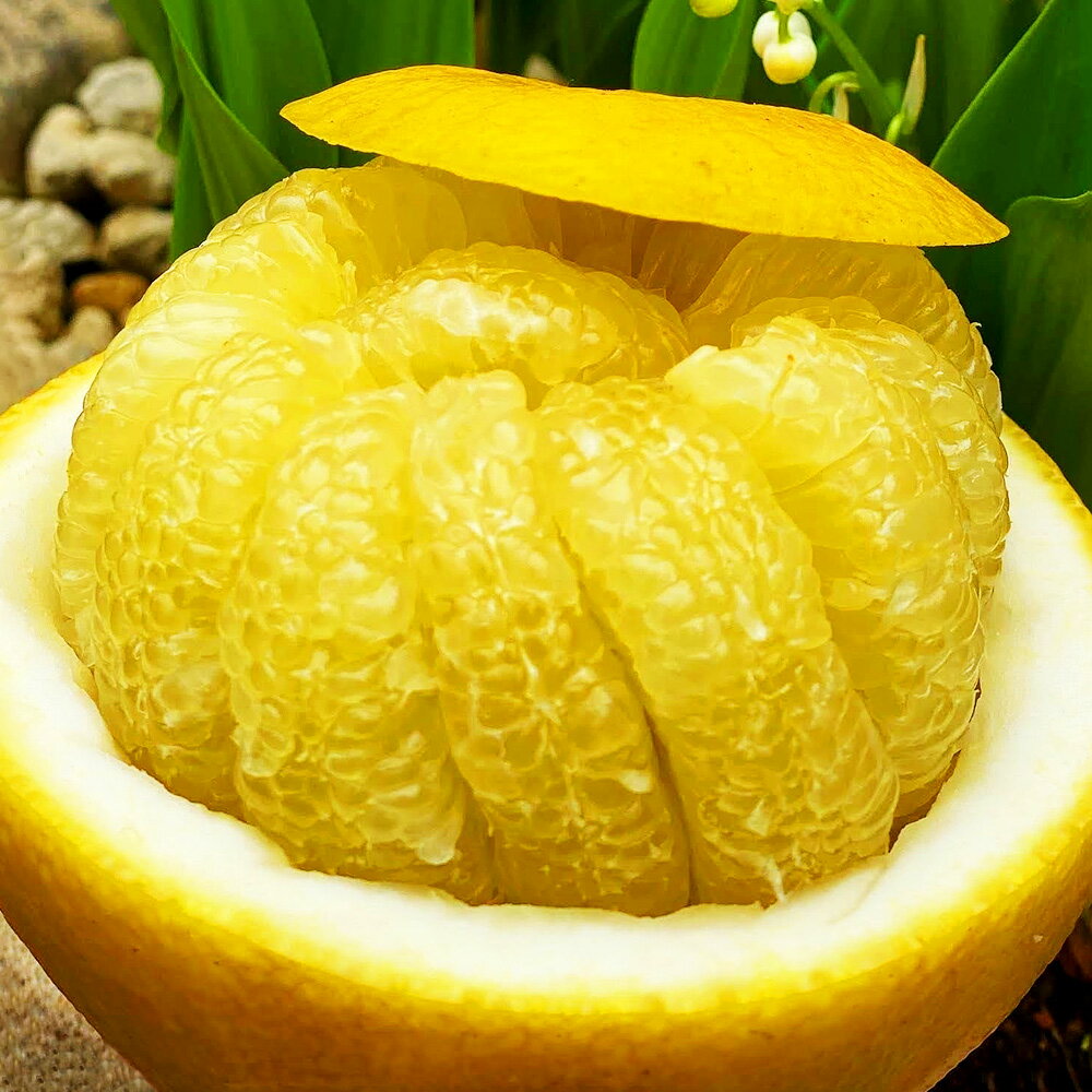 【ふるさと納税】熊本県産 晩白柚 1玉入り 2Lサイズ 約2kg 世界最大級 ザボン ギネス認定 柑橘 ばんぺいゆ 果物 フルーツ くだもの お取り寄せ 常温 九州 熊本県 送料無料 【2026年1月1日～2026年1月20日発送予定】 サムネイル3