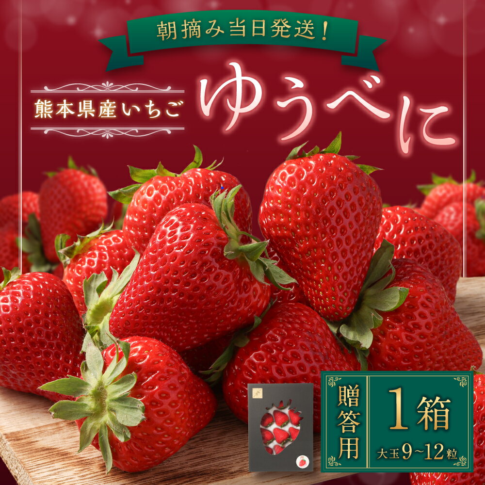 【ふるさと納税】【贈答用】朝摘み当日発送！熊本県産いちご（ゆうべに）（1箱9~12粒大玉） 熊本県ブランド品種 フルーツ 果物 果実 いちご 苺 九州 熊本県 送料無料 【2026年1月上旬発送開始】 サムネイル2