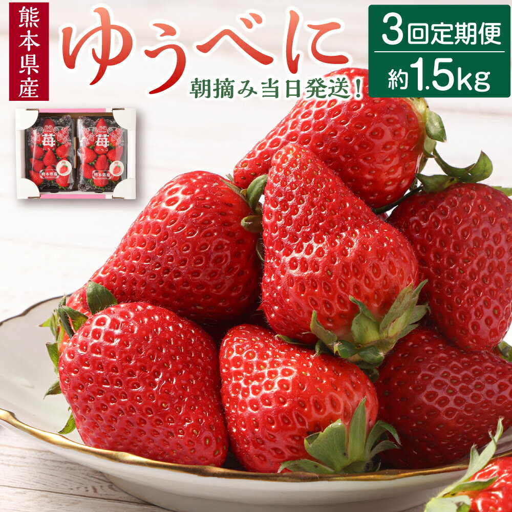 【年3回定期便】朝摘み当日発送！熊本県産いちご（ゆうべに）約1500g（約500g×3回） 熊本県ブランド品種 フルーツ 果物 果実 いちご 苺 定期便 定期 定期配送 全3回 九州 熊本県 送料無料 【2026年1月上旬発送開始】