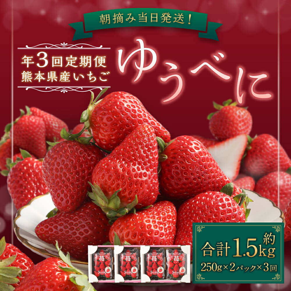 【ふるさと納税】【年3回定期便】朝摘み当日発送！熊本県産いちご（ゆうべに）約1500g（約500g×3回） 熊本県ブランド品種 フルーツ 果物 果実 いちご 苺 定期便 定期 定期配送 全3回 九州 熊本県 送料無料 【2026年1月上旬発送開始】 サムネイル2